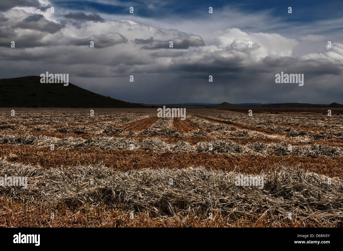 Digitally manipulated image of a field with dramatic sky Stock Photo