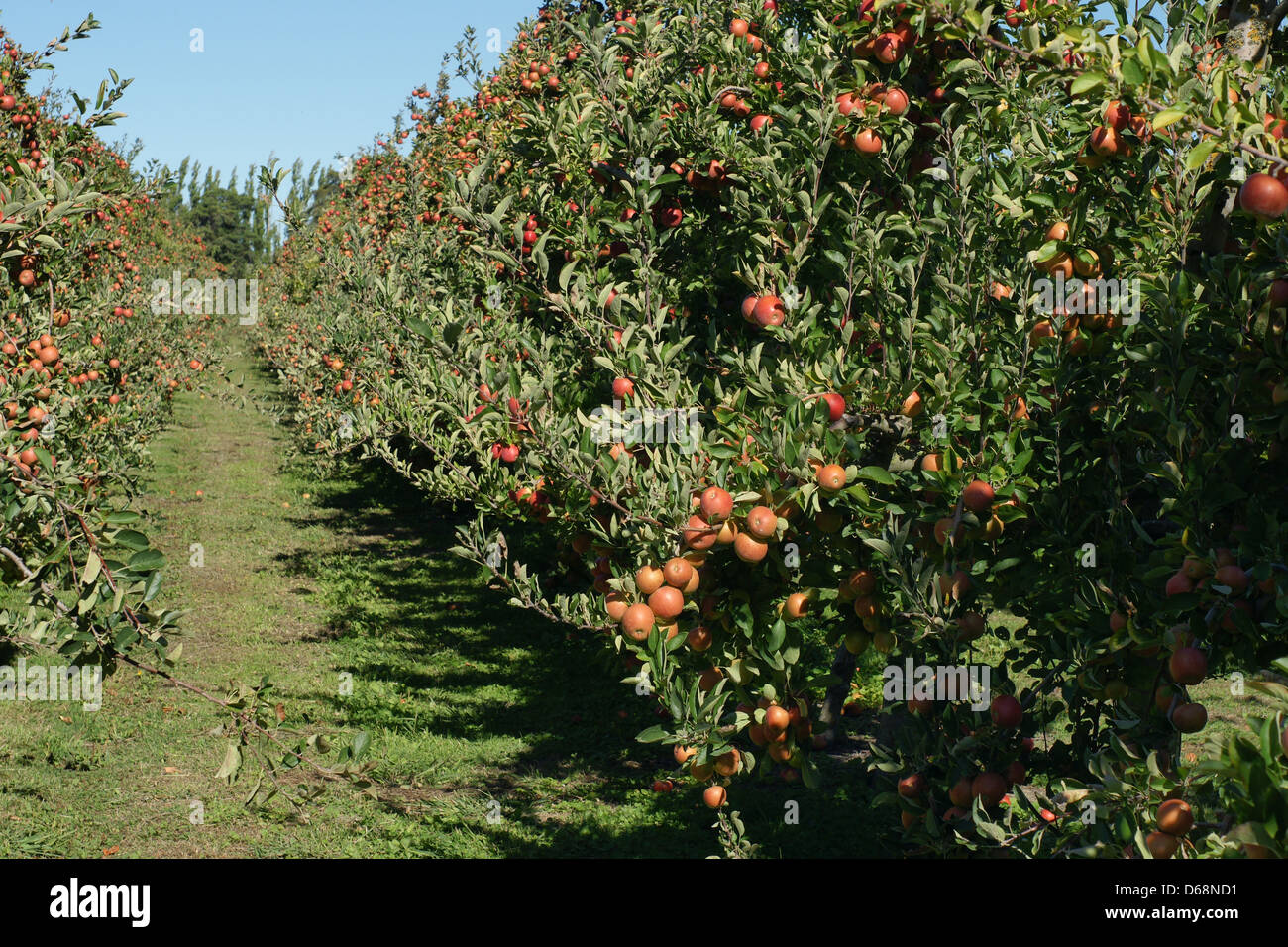A Braeburn apple orchard in Hawkes Bay New Zealand Stock Photo