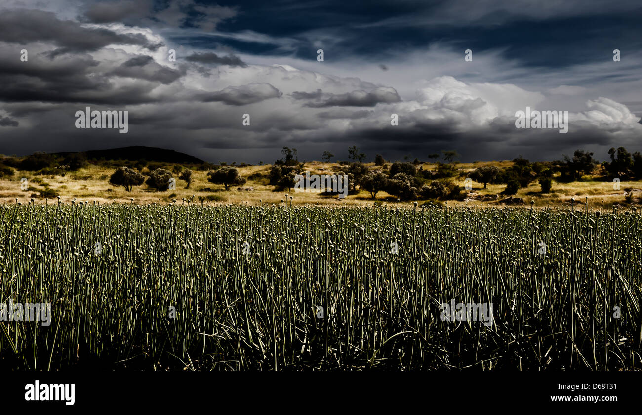 Digitally manipulated image of an onion field with dramatic sky Stock Photo