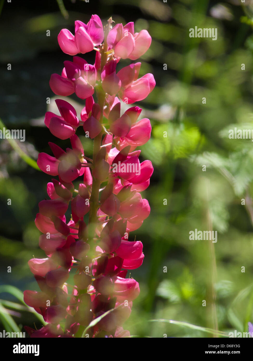 lupin Stock Photo