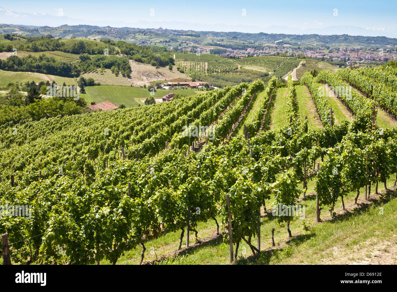 Vineyard in Italy Stock Photo Alamy