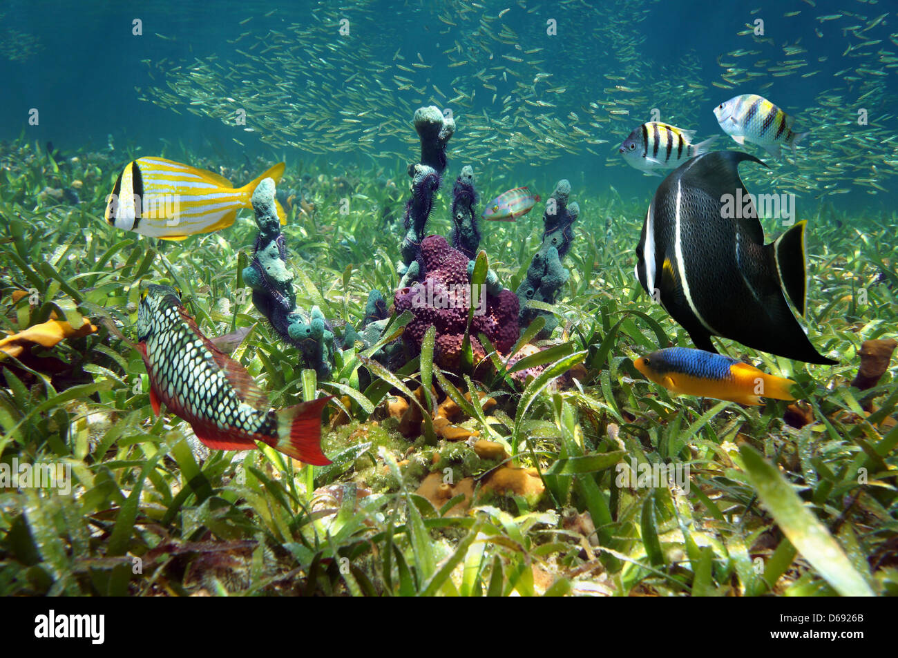 Colorful sea sponges and tropical fish in shallow seabed of turtle grass Stock Photo