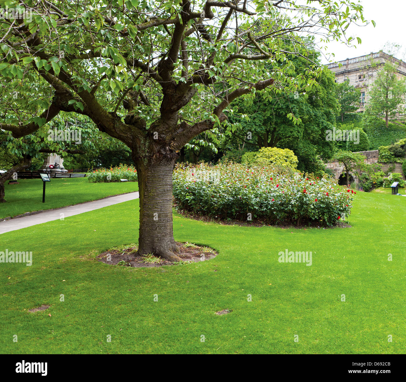 Park with tree hi-res stock photography and images - Alamy
