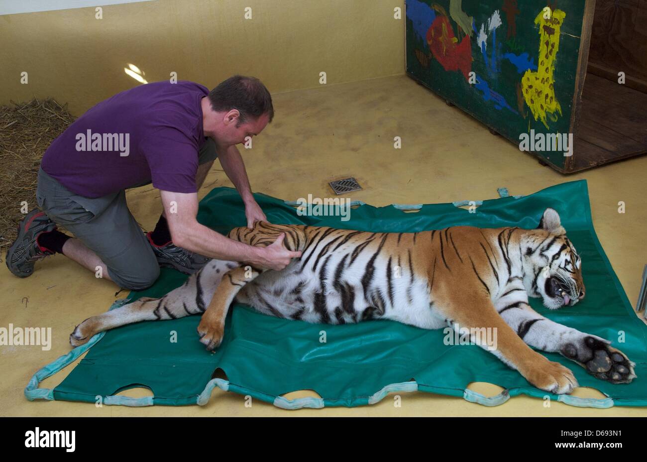 Nine-year-old tiger 'Girl' of the Berzoo Halle receives a medical examination from professor Peter Boettcher of hospital for small animals of the Leipzig University in her compound in Halle, Germany, 28 July 2012. The Malayan tiger (Panthera tigris jacksoni) received an artificial hip joint on 23 January 2012 and the outcome of the operation is examined regularly. Photo: Peter Endi Stock Photo