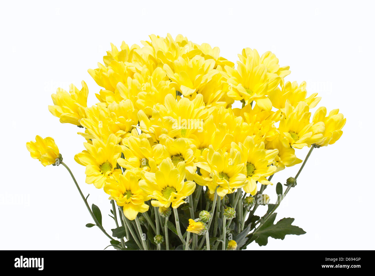 Yellow Chrysanthemum Flowers Isolated On White Background Stock Photo