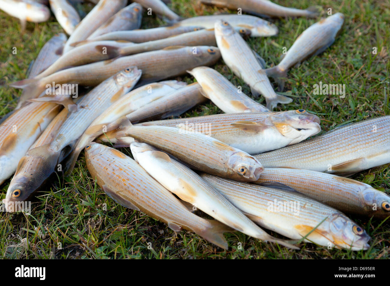 Grayling, a rare and tasty fish lives in the mountain rivers Stock