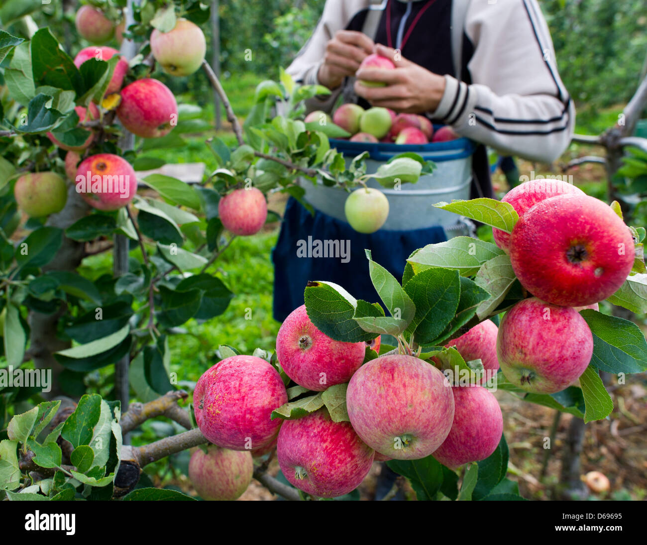 A Polish harvester of the fruit farm Herzberg picks apples of the kind Piros in Frankfurt (Oder), Germany, 31 July 2012. Many fruit farms have started harvesting early apples. Photo: Patrick Pleul Stock Photo