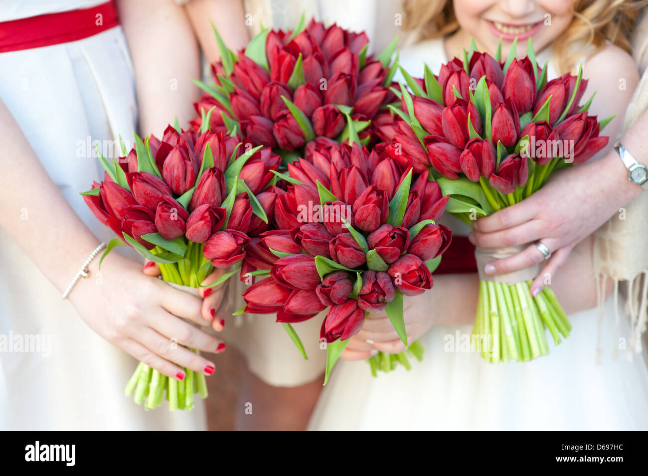 bridesmaids holding wedding bouquets of fresh springtime red tulips Stock Photo