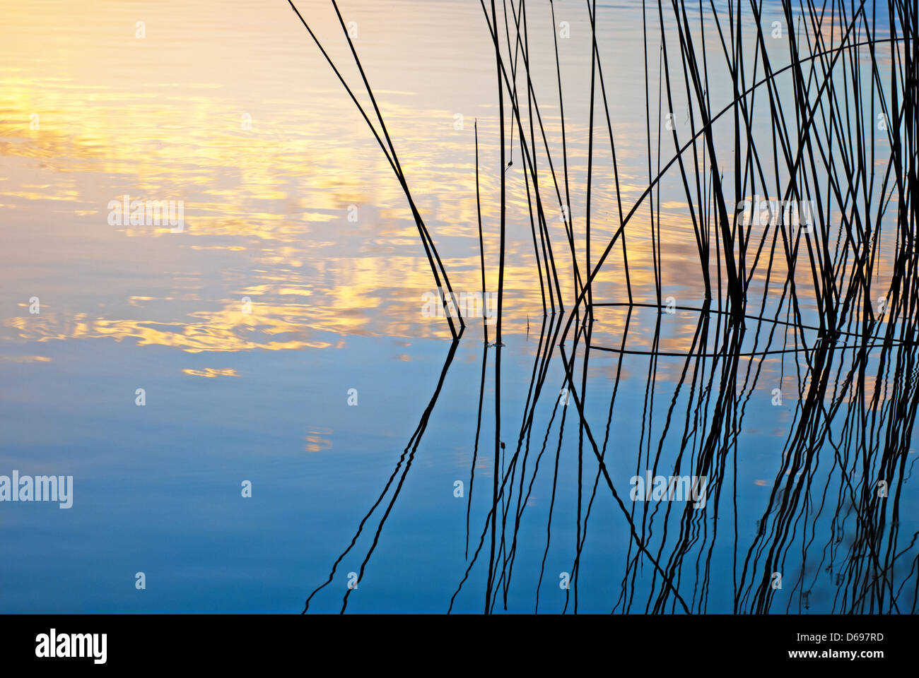 Morning lake landscape with silhouette of reeds reflected in water Stock Photo