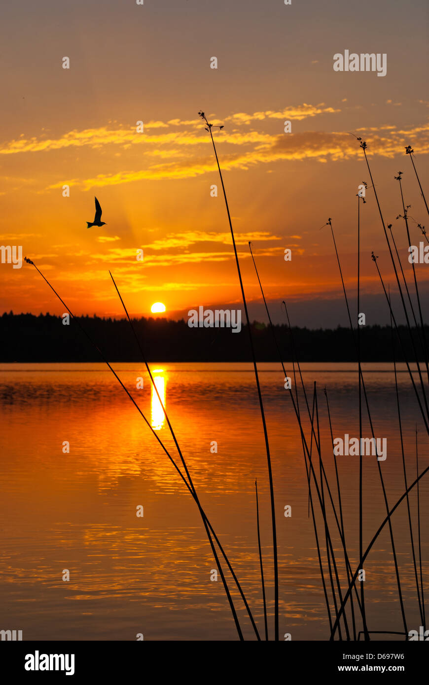Morning lake landscape with sunrise over forest and bird Stock Photo