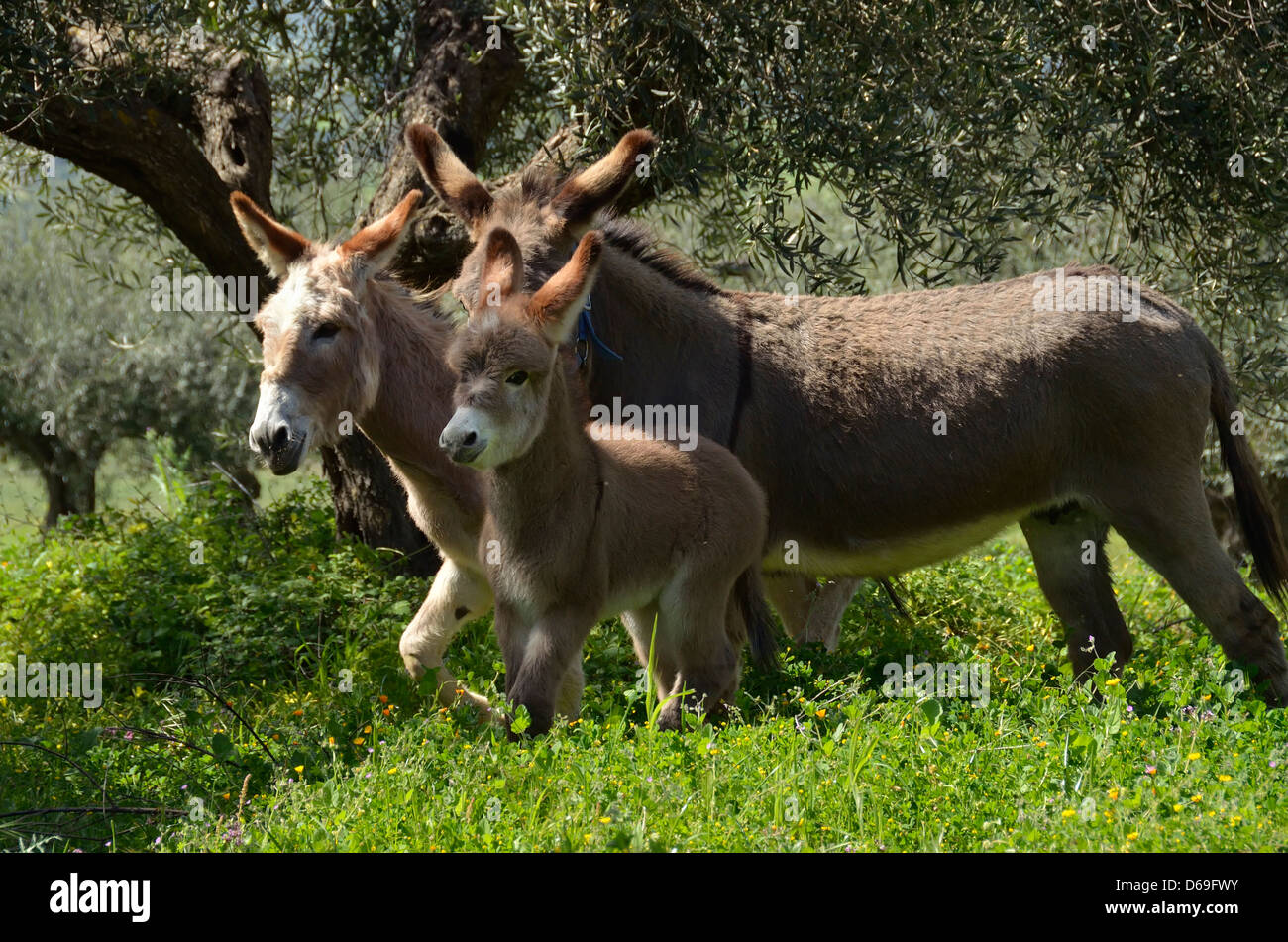 Donkeys in an olive grove in Sicily, Italy. Stock Photo