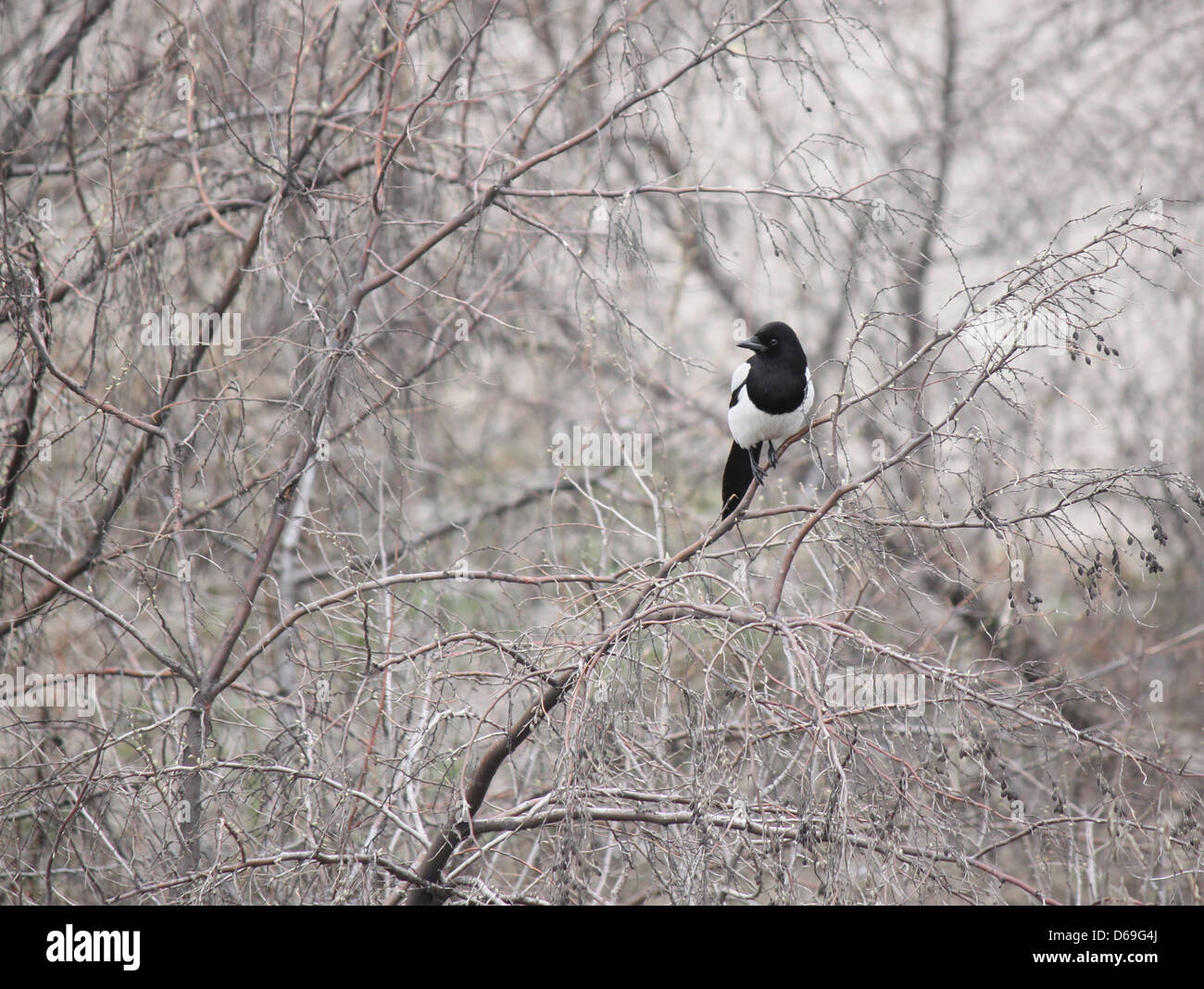 magpie on branch of tree at early spring Stock Photo