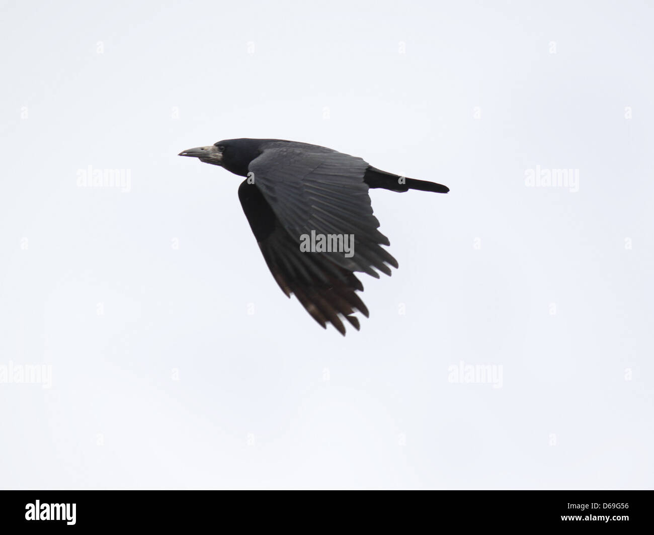 black raven flying in cloudy sky Stock Photo