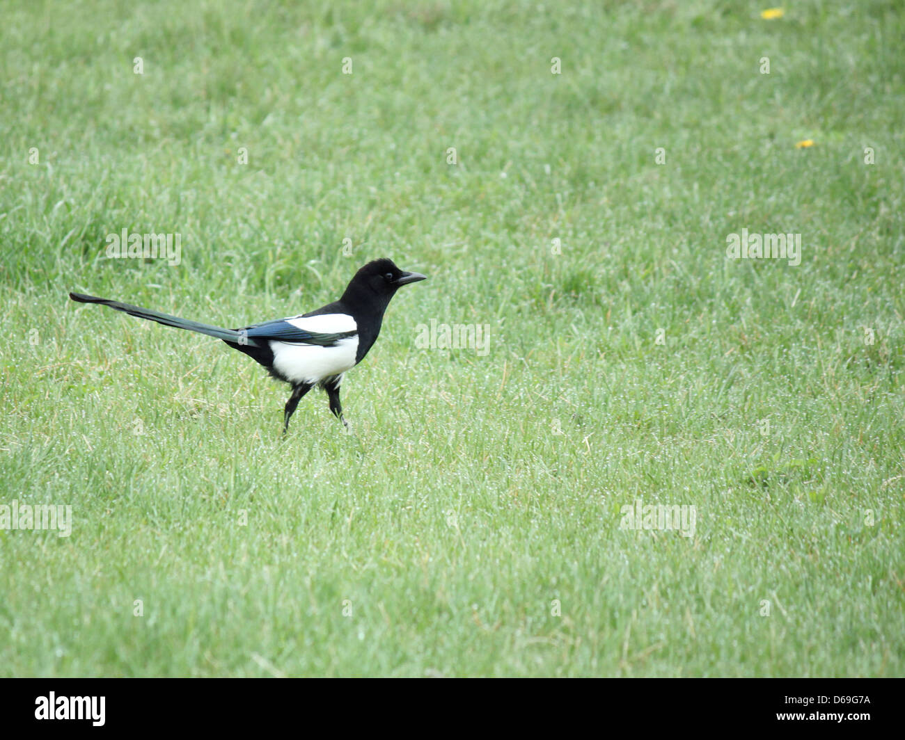 magpie walking in green grass Stock Photo