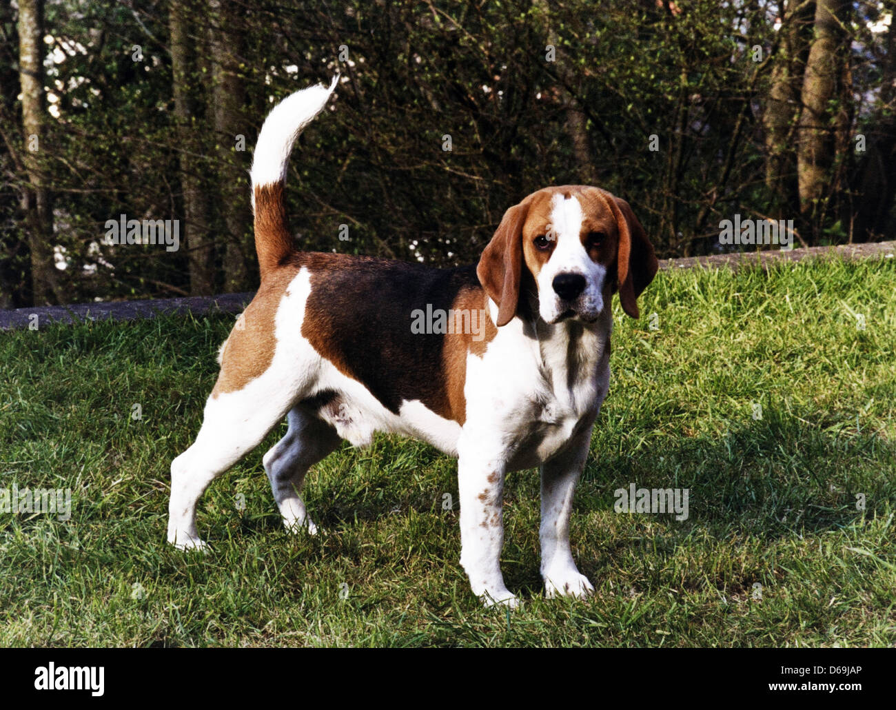 pedigree for beagle