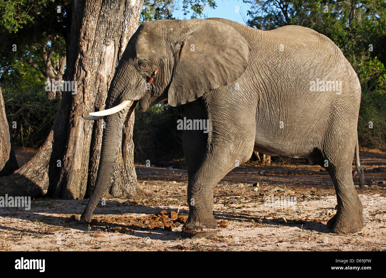 Loxodonta africana, elephant at riverside of Chobe, Botsuana Stock ...