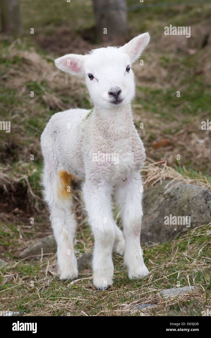 Young lamb in April, England, UK Stock Photo Alamy