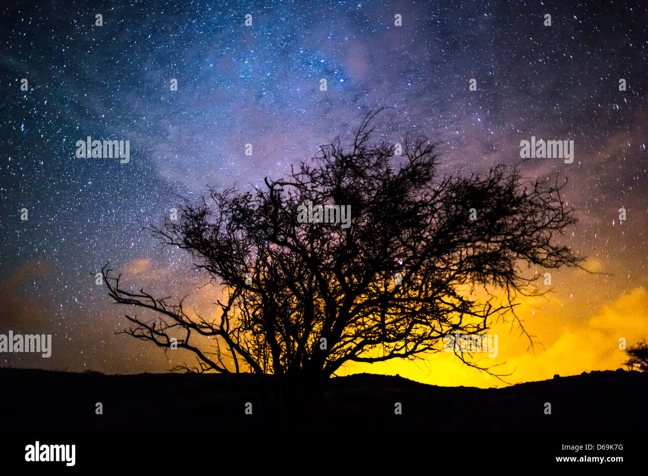 Silhouette of tree against night sky Stock Photo