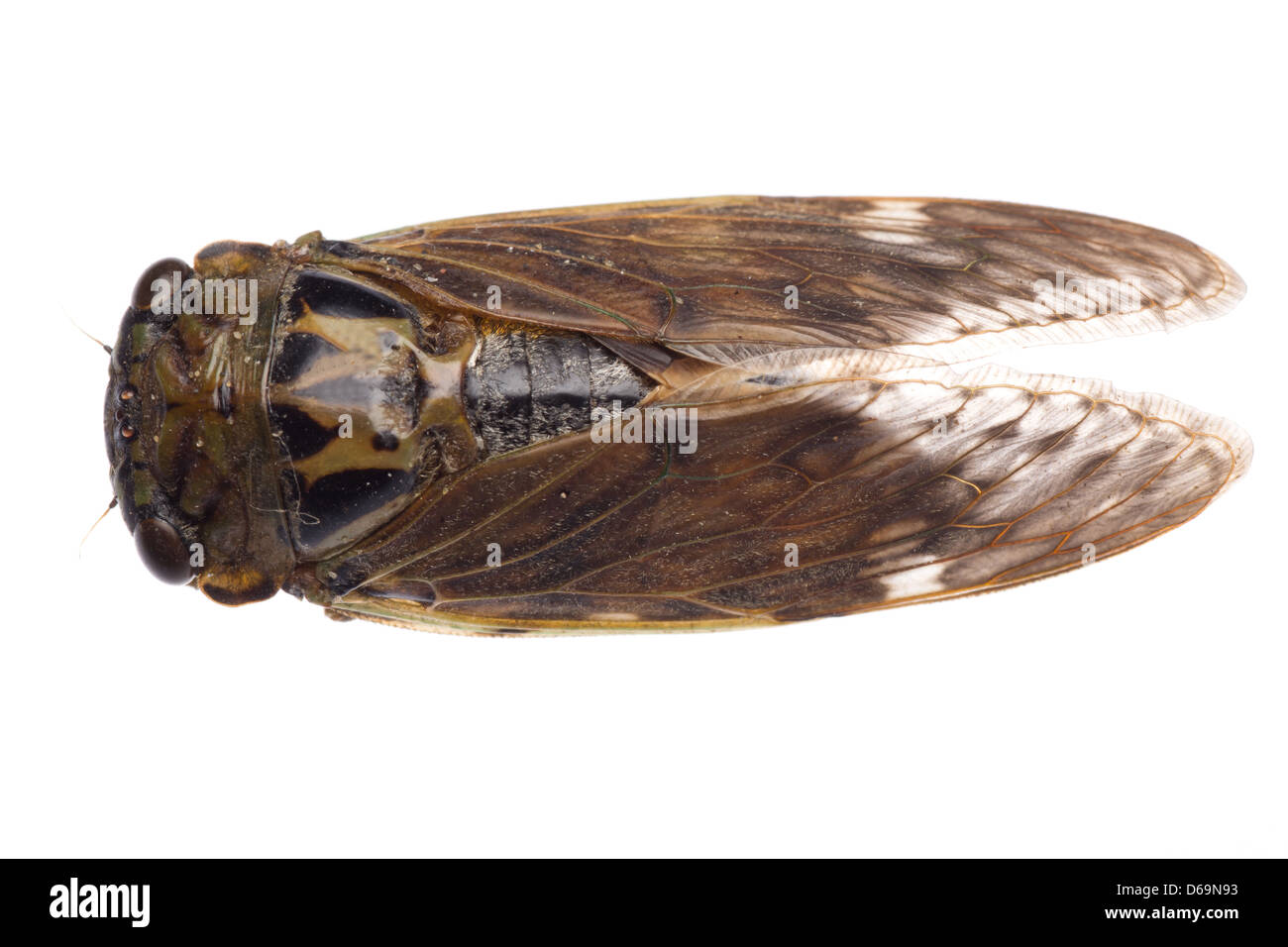 insect cicada Stock Photo