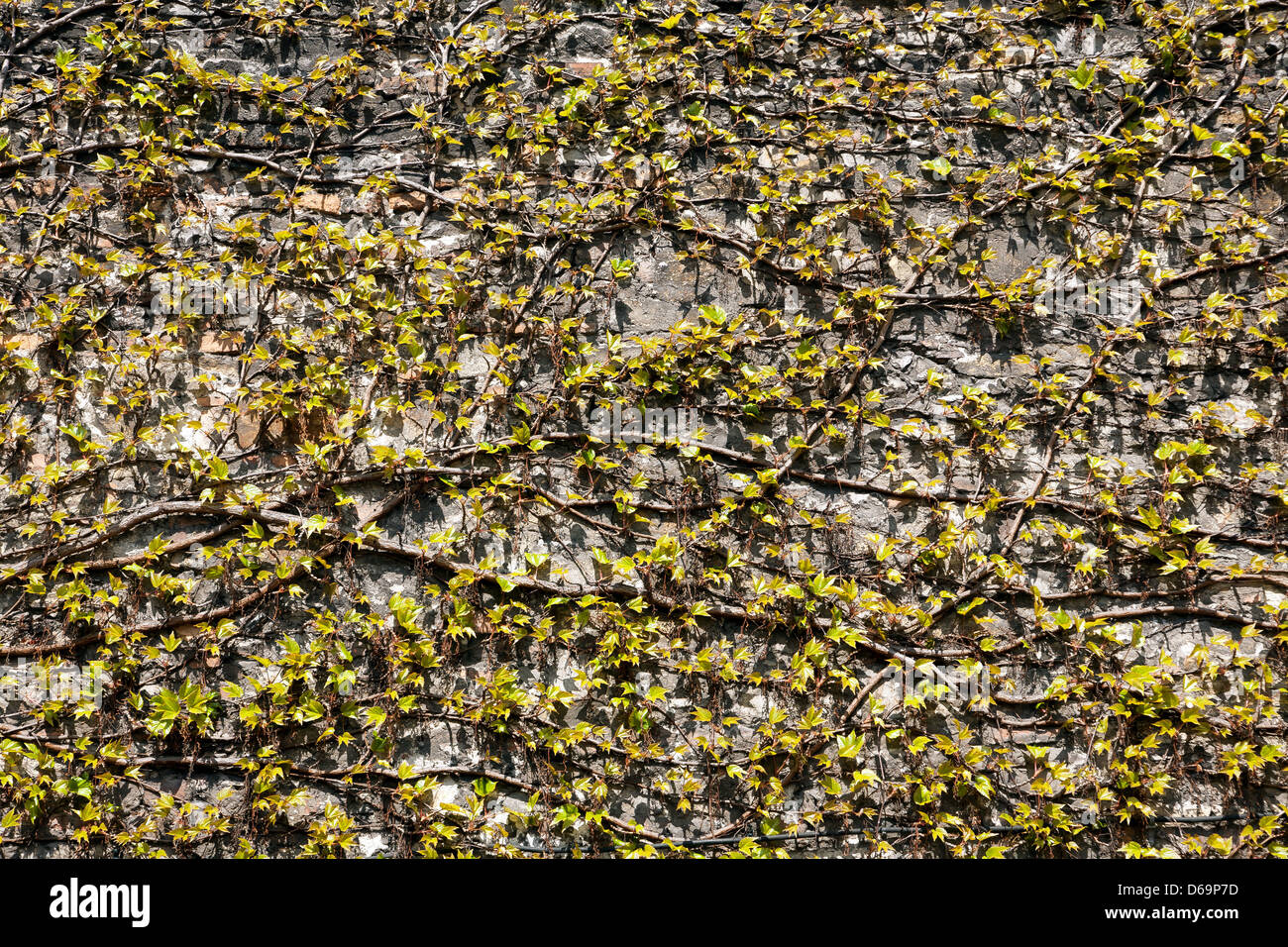 Krakow, Poland, wild wine on the wall of an Augustinian monastery Stock Photo