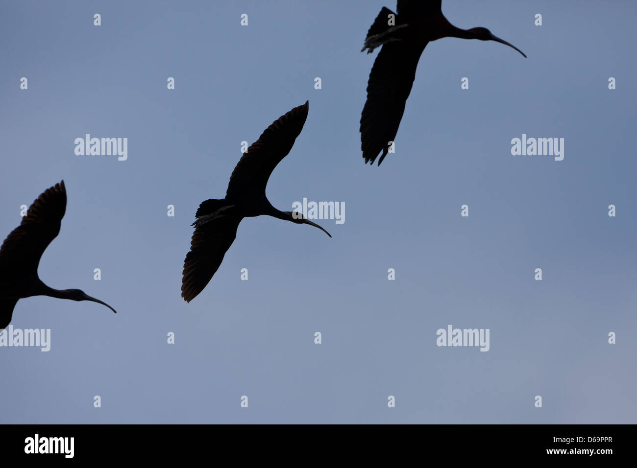Three Glossy Ibis in flight over Rio Grande, Cocle province, Republic of Panama. Stock Photo