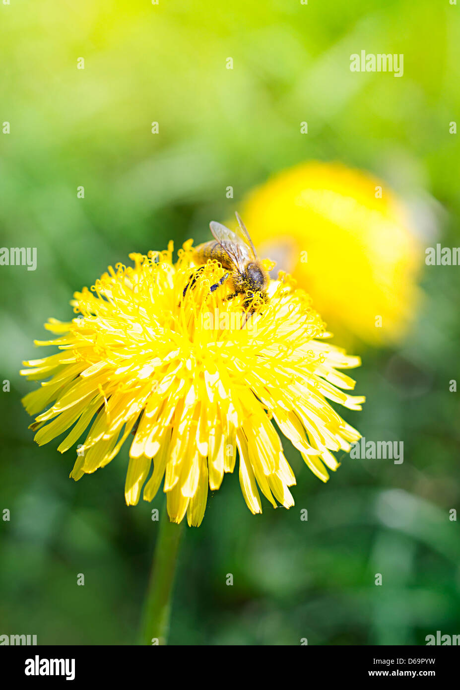 Macro photography dandelion hi-res stock photography and images - Alamy