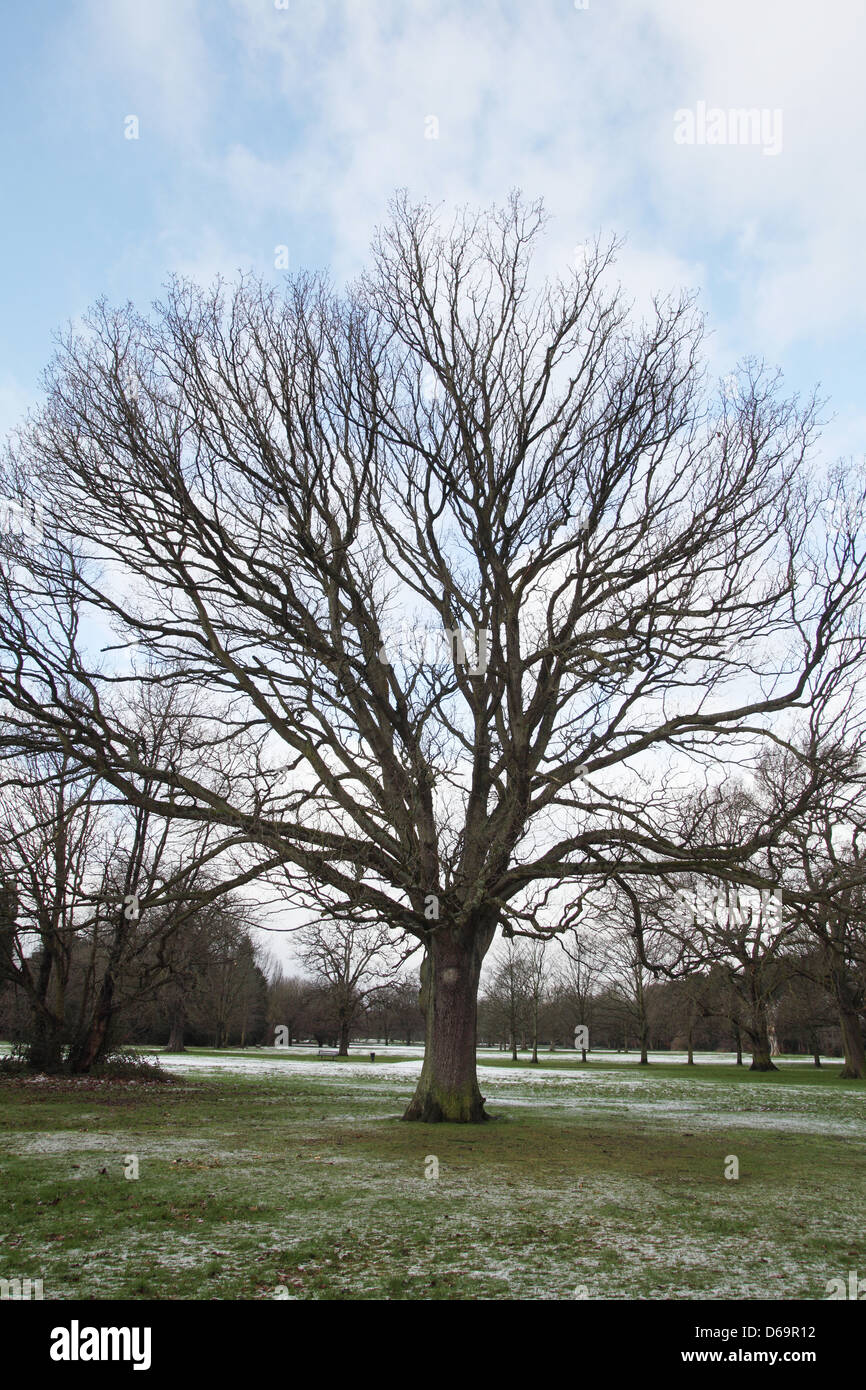 Oak tree growing in field Stock Photo Alamy