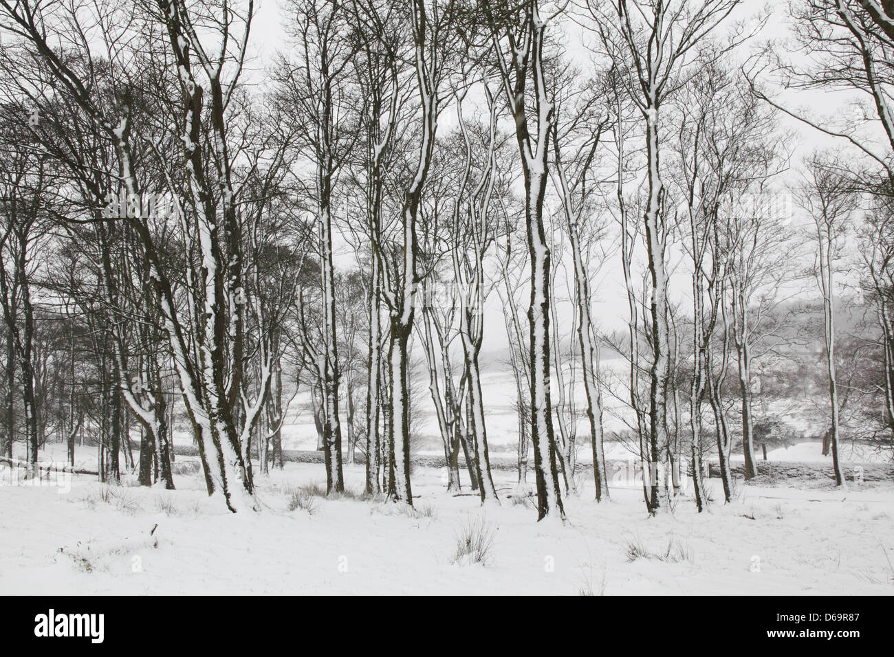 Trees in snowy forest Stock Photo - Alamy