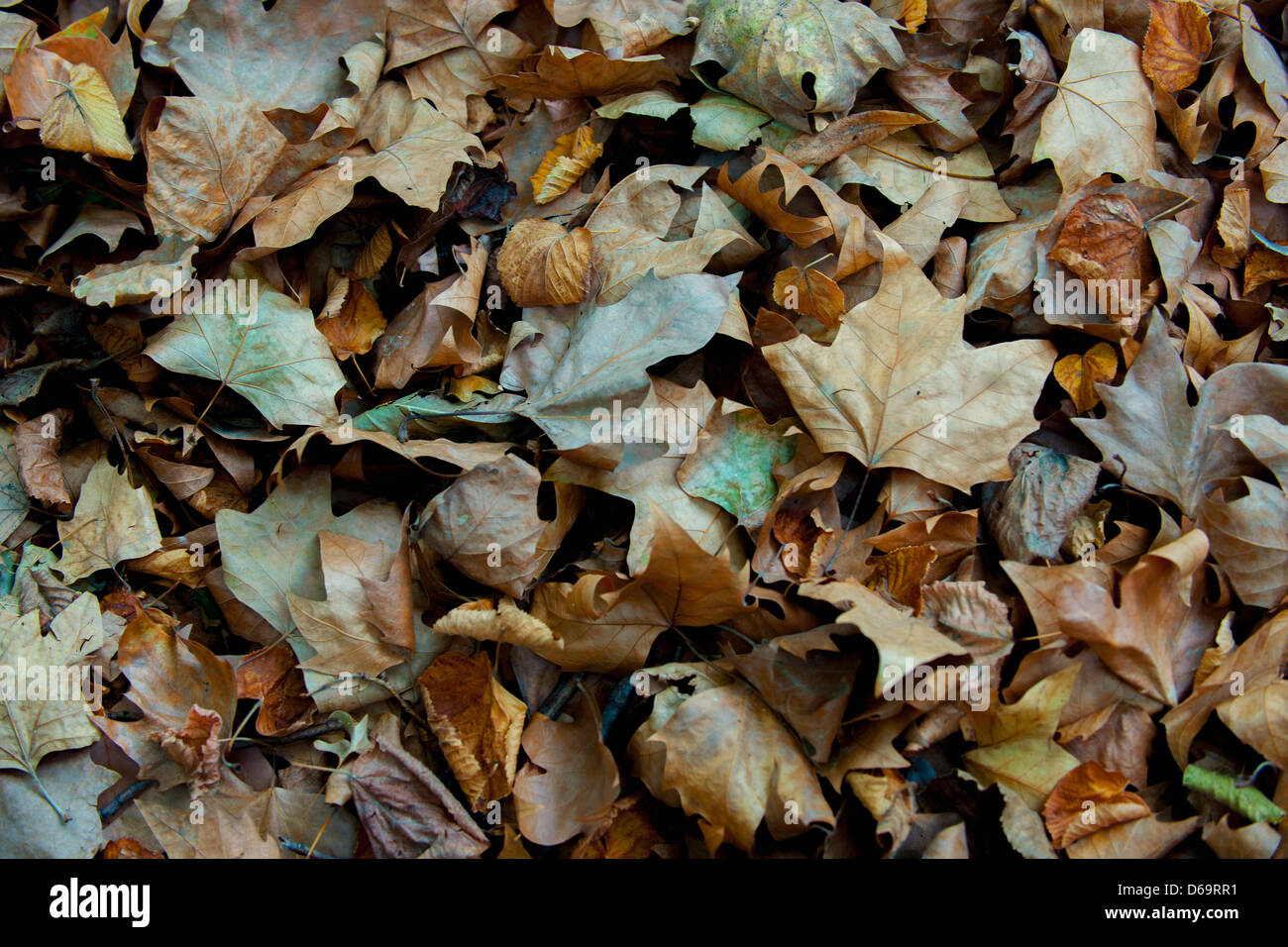 Pile of dried autumn leaves Stock Photo