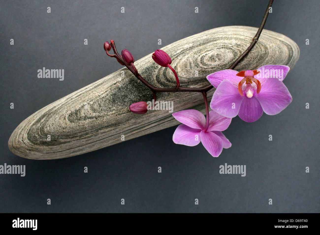 stone,orchid Stock Photo