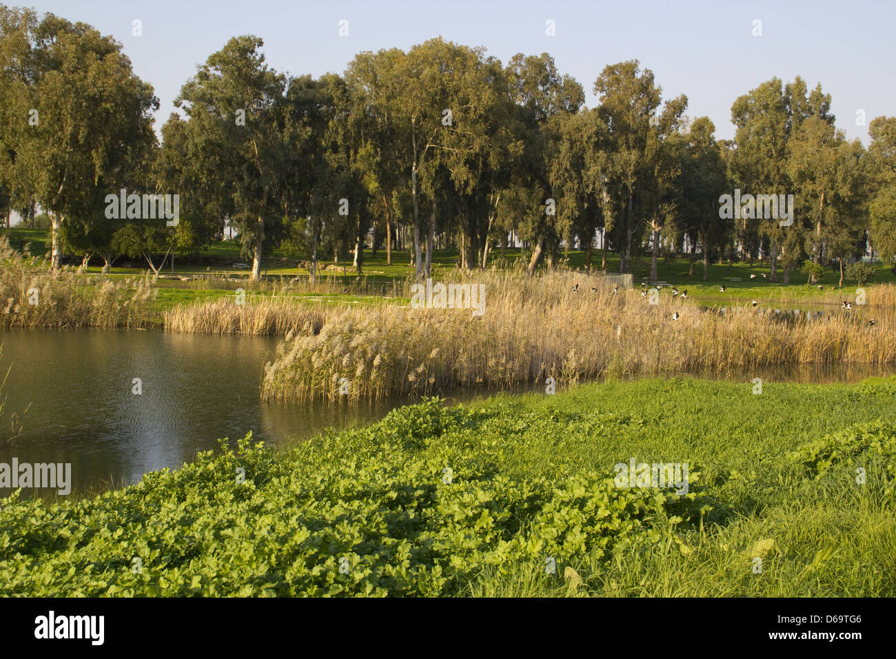 Pond in the park with Eucalyptus.Park Afek, Center of Israel Stock Photo
