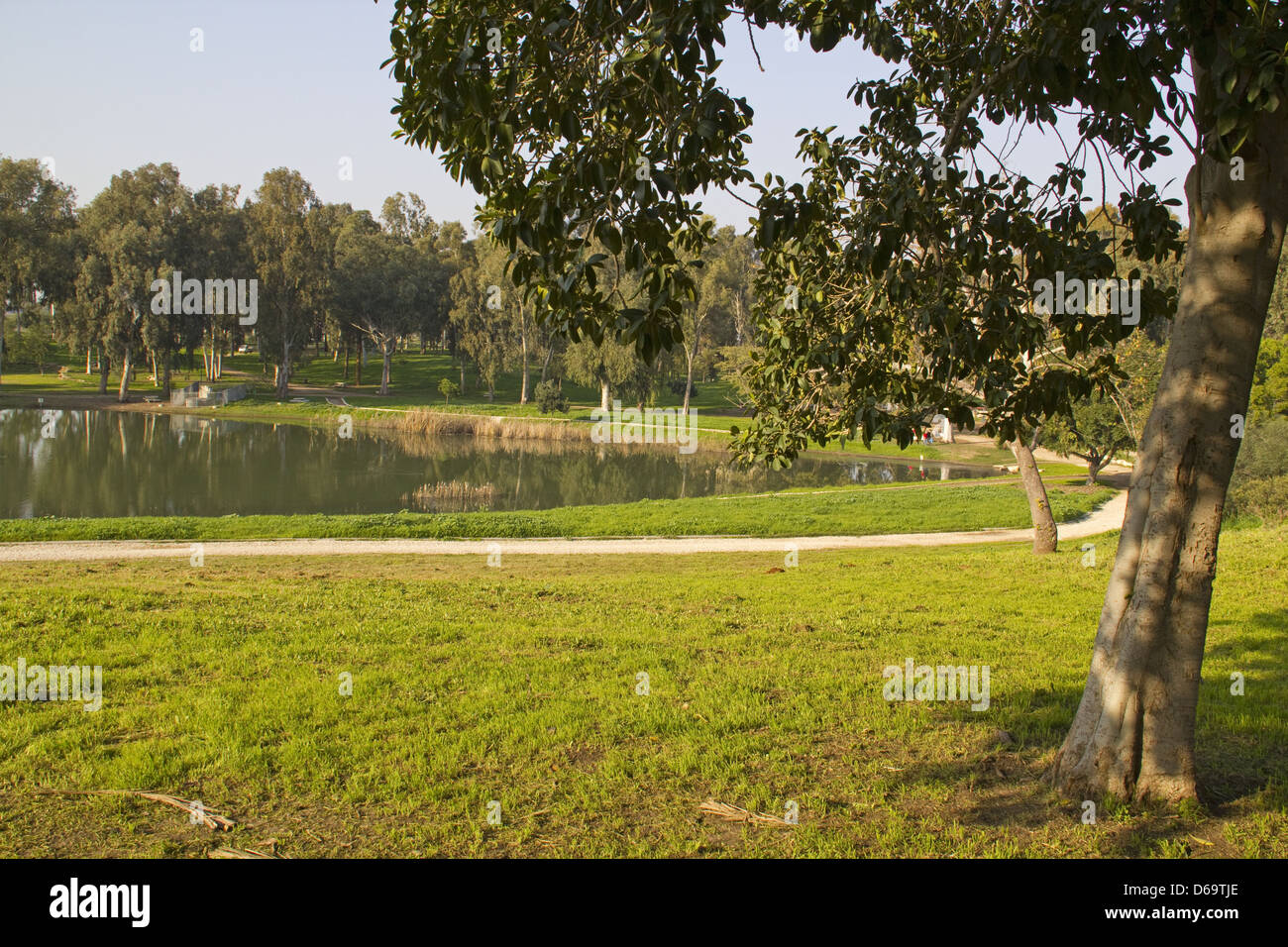 Pond in the park with Eucalyptus.Park Afek, Center of Israel Stock Photo