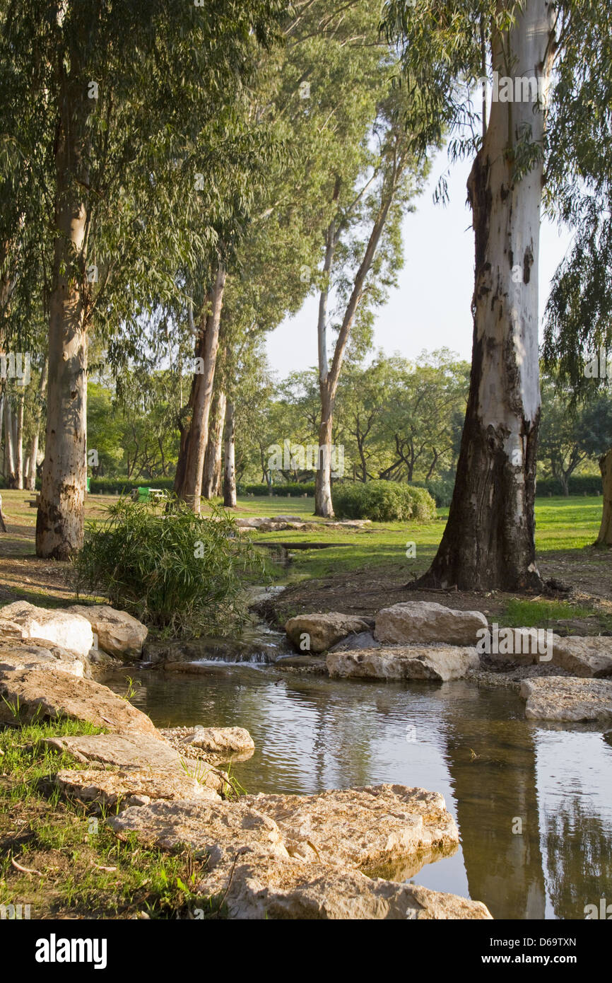 Creek in the park with Eucalyptus.National Park Afek, Center of Israel Stock Photo