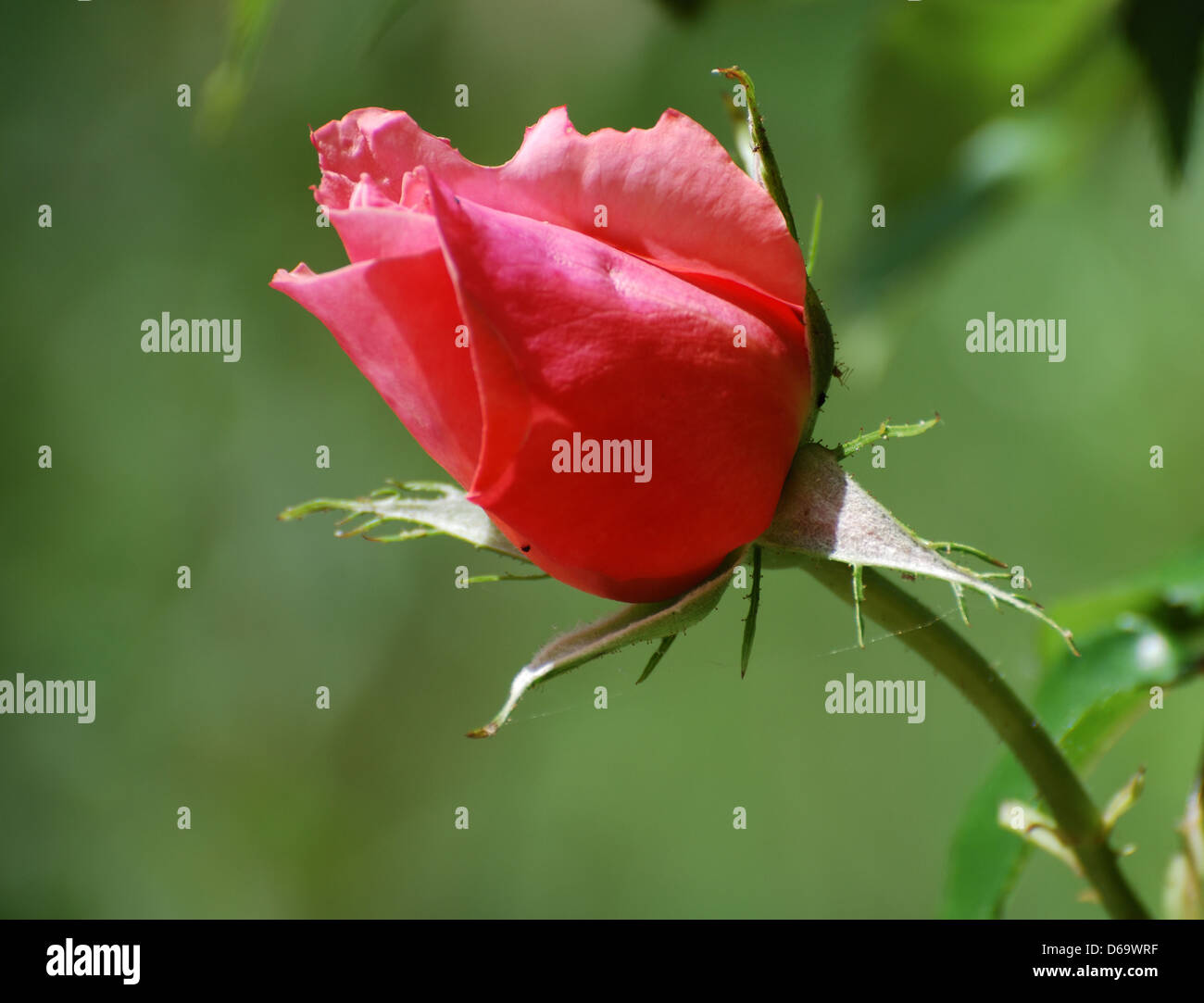 Rose flower beautiful nature hi-res stock photography and images - Alamy