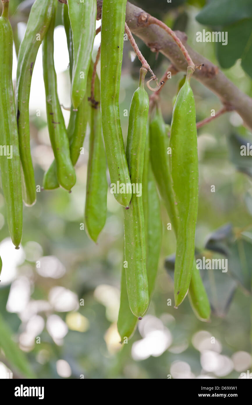 Cyprus fruits of the carob tree Stock Photo Alamy