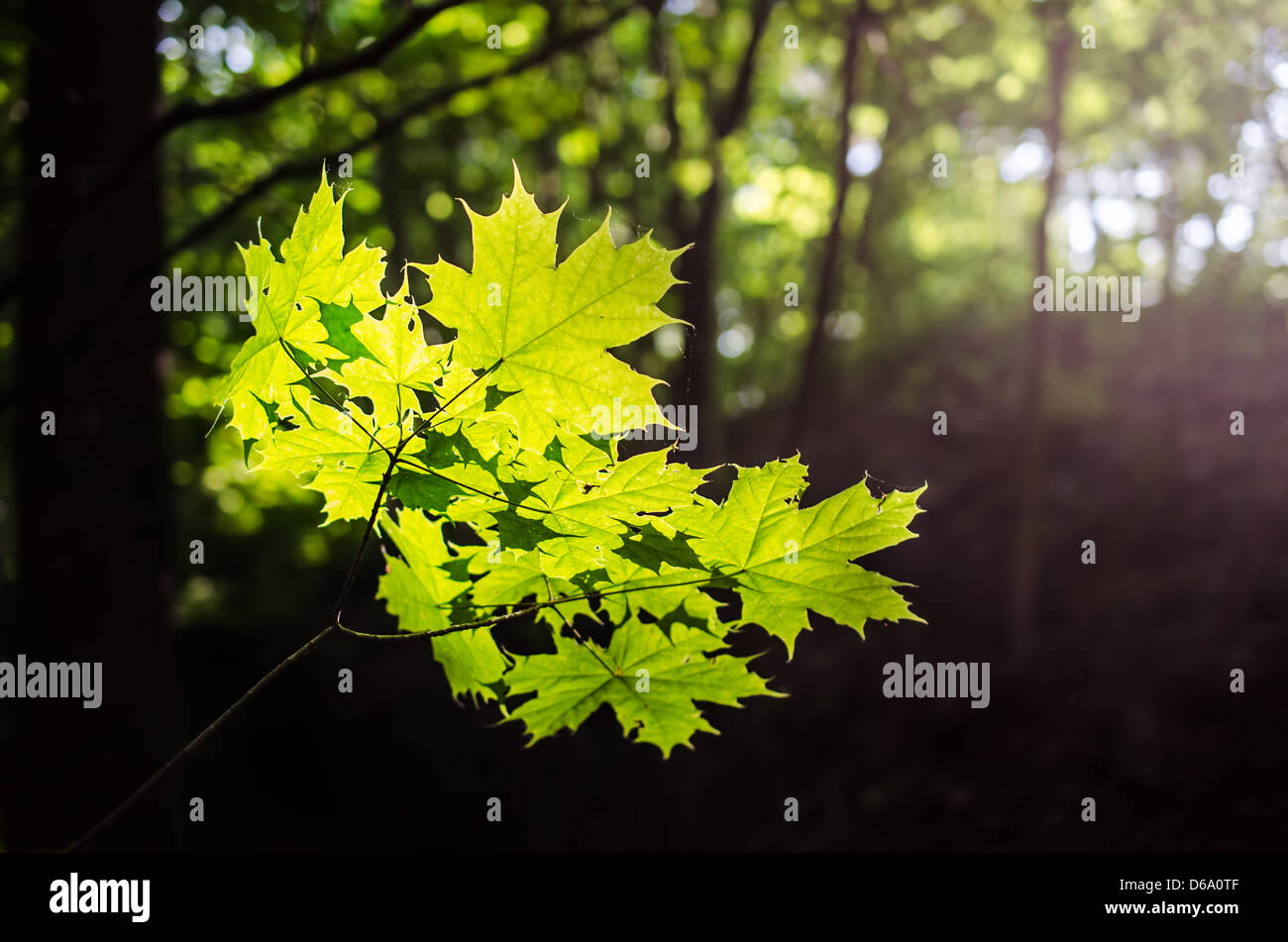 Maple leaves in spring Stock Photo Alamy