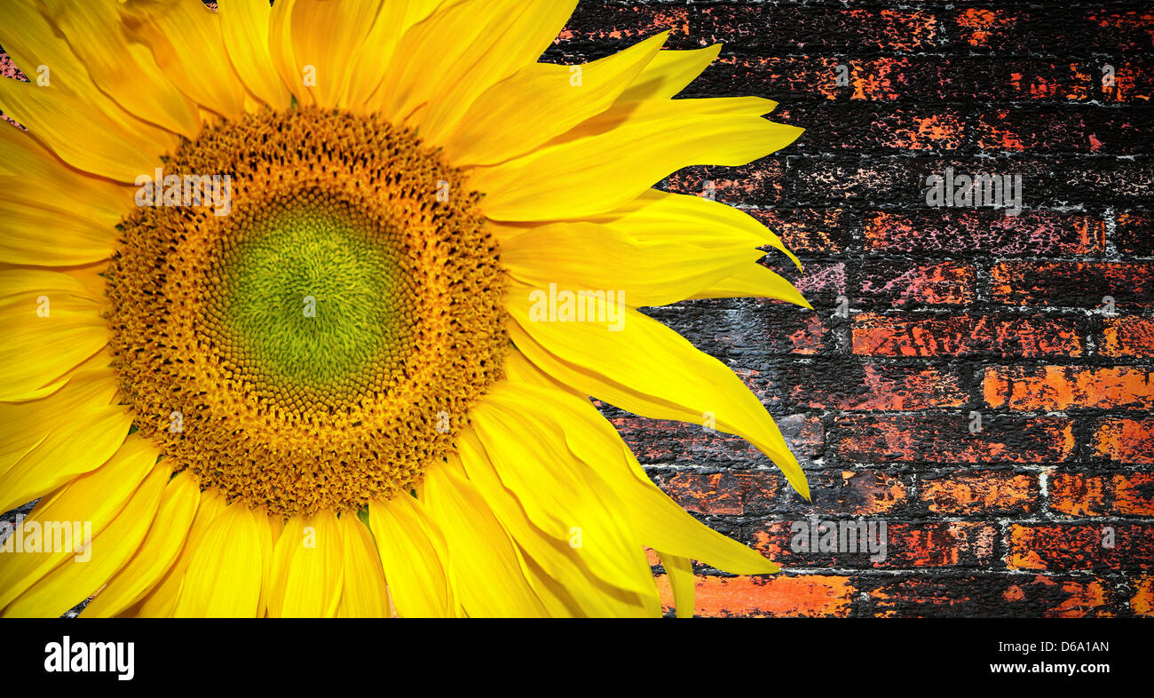 Sunny sunflower banner Stock Photo Alamy