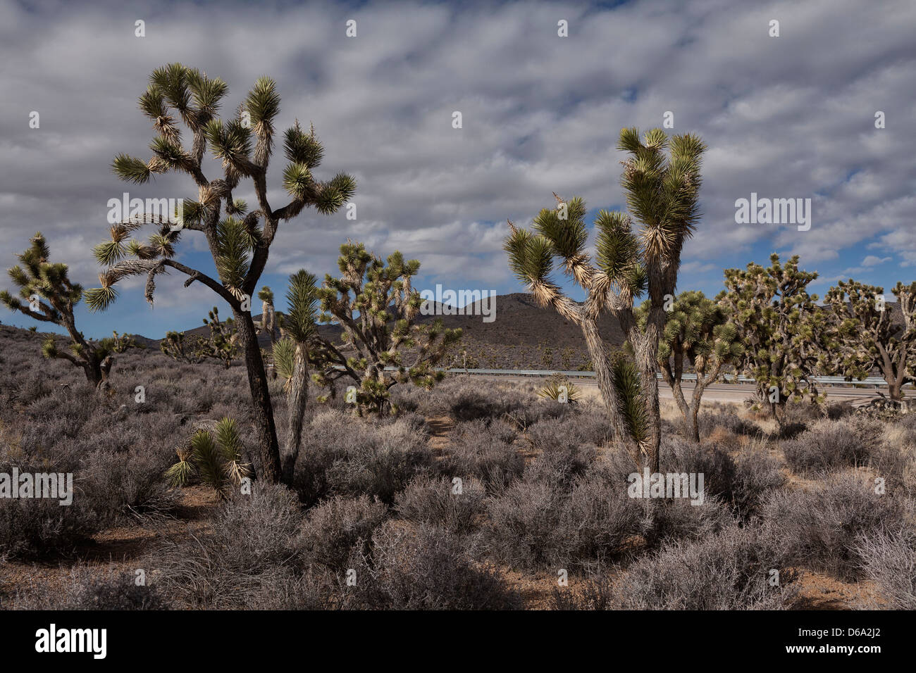 Joshua trees growing in dry landscape Stock Photo Alamy