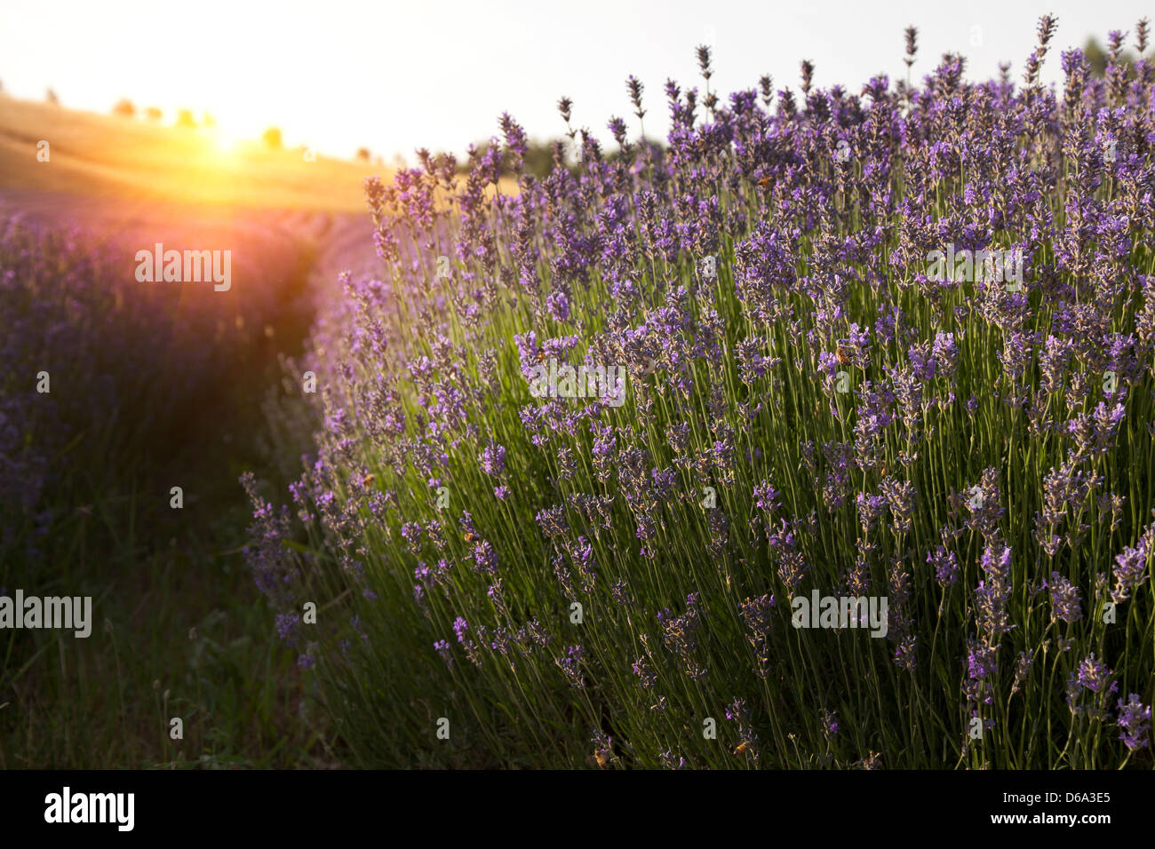 Purple flowers growing in field Stock Photo Alamy