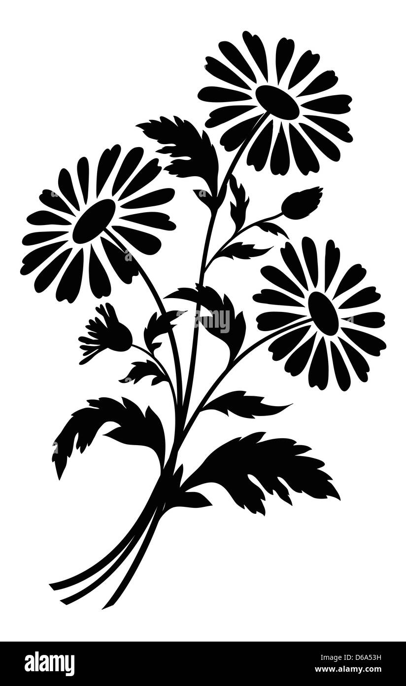 Chamomile flowers, silhouettes Stock Photo