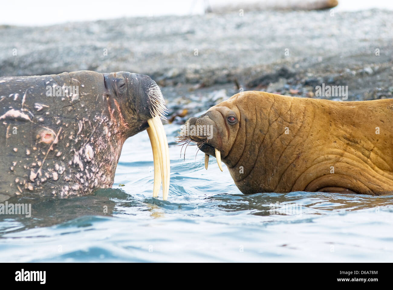 Greenland Sea, Norway, Svalbard Archipelago, Spitsbergen, Poolepynten. Walrus, Odobenus rosmarus, adult with subadult in shallow Stock Photo