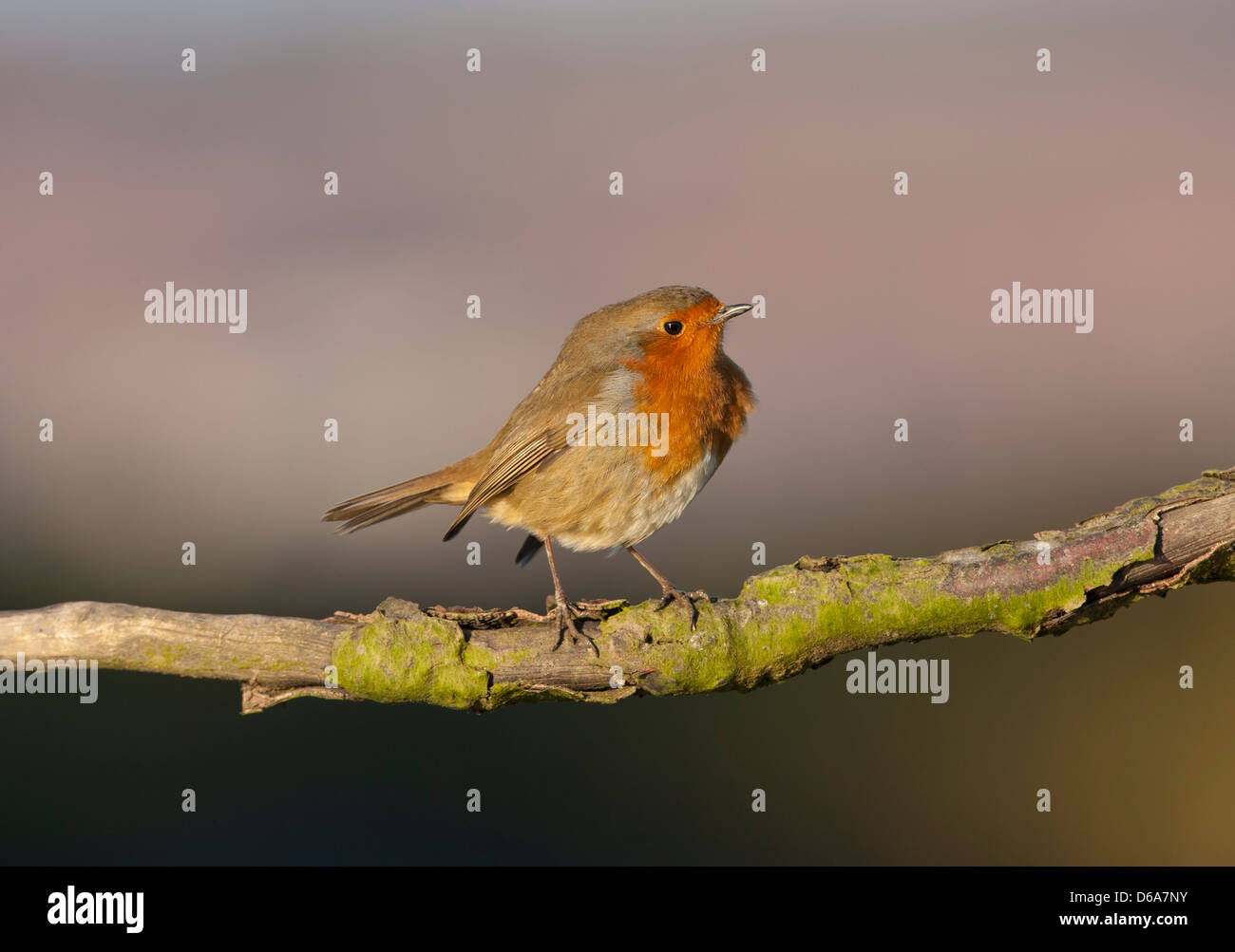 Erithacus rubecula Robin perched on a branch Stock Photo