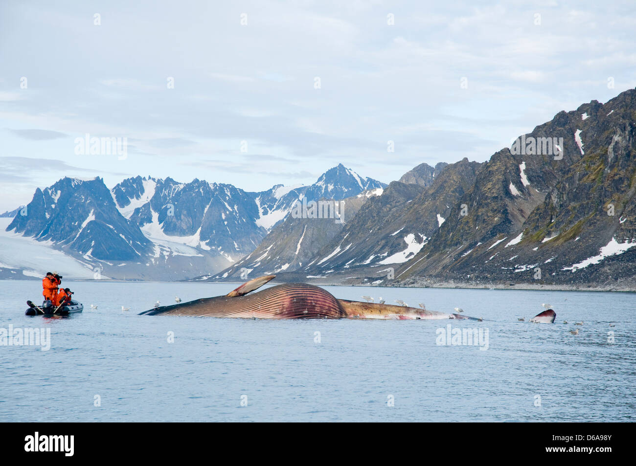 Norway, Svalbard Archipelago, Spitsbergen. Zodiac boats filled with tourists photograph the carcass of a fin whale, Balaenoptera Stock Photo
