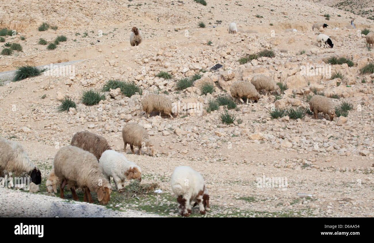 Middle East with a ram keeping watch over his flock of sheep, with sparse vegetation the dry countryside Stock Photo - Alamy