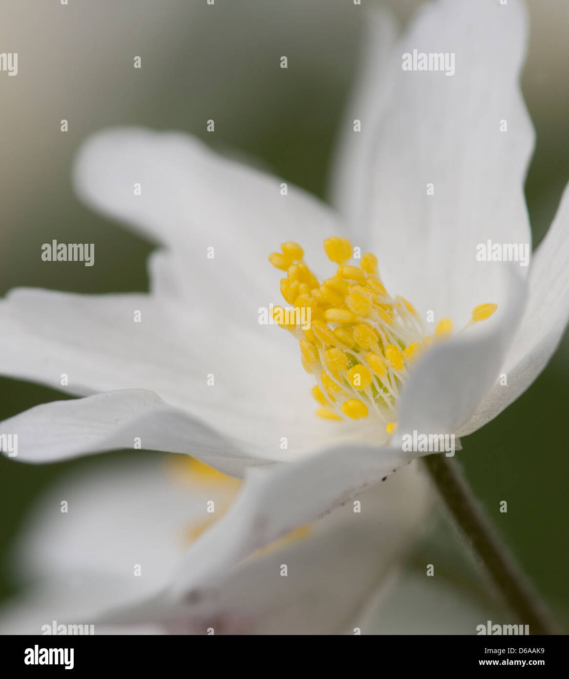 Ancient woodland indicator species hires stock photography and images