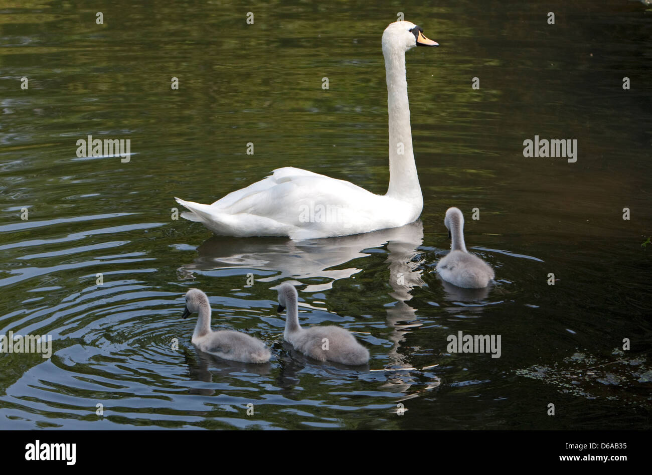 swans and at the syon house park and gardens, west london, 2012
