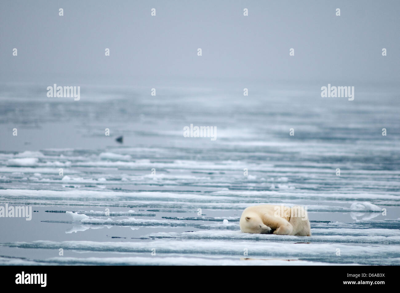 Polar bear Ursus maritimus sleeping  along the coast on sea ice in search of seals Svalbard Norway Stock Photo