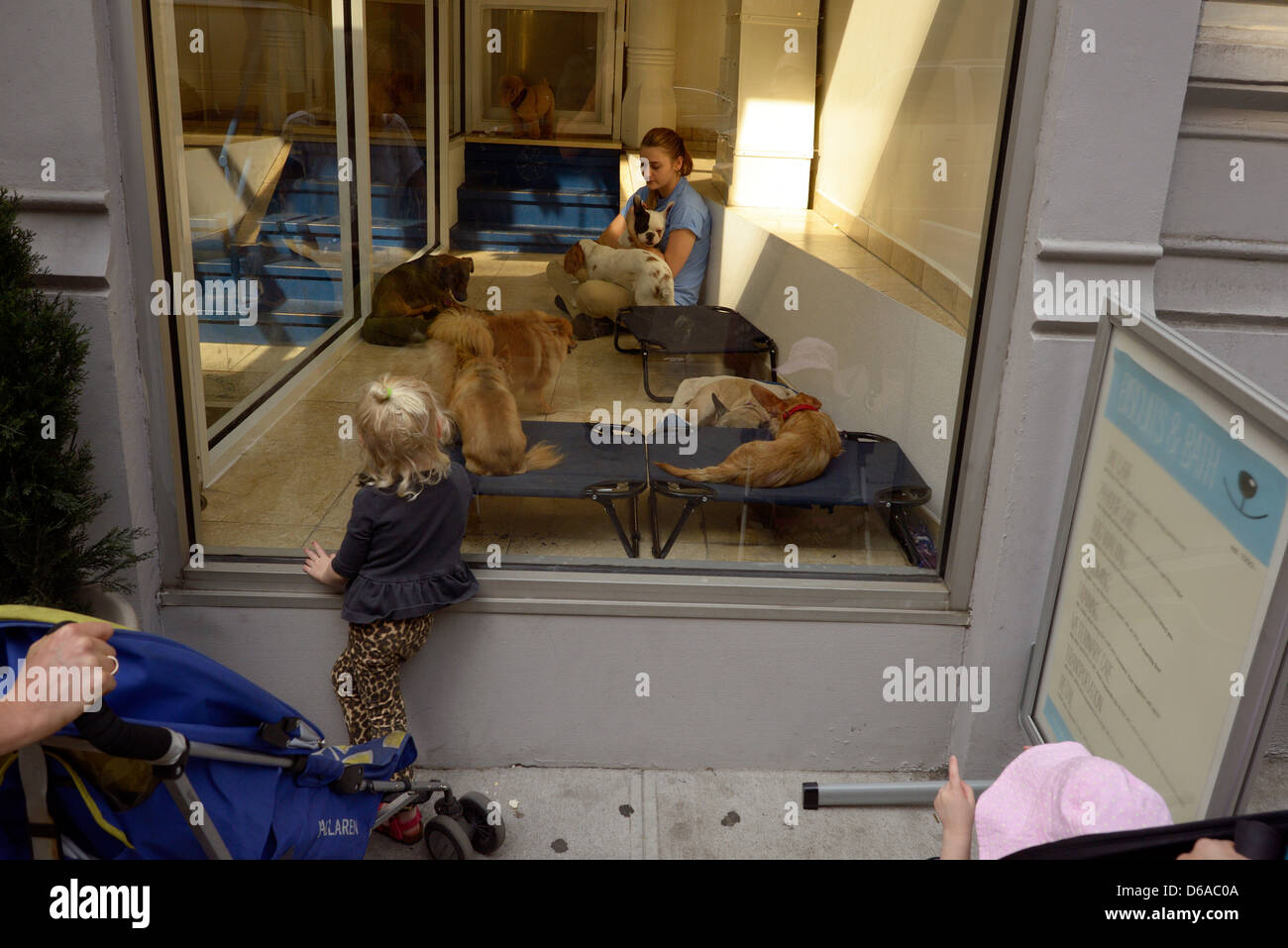 new york pet store Stock Photo Alamy
