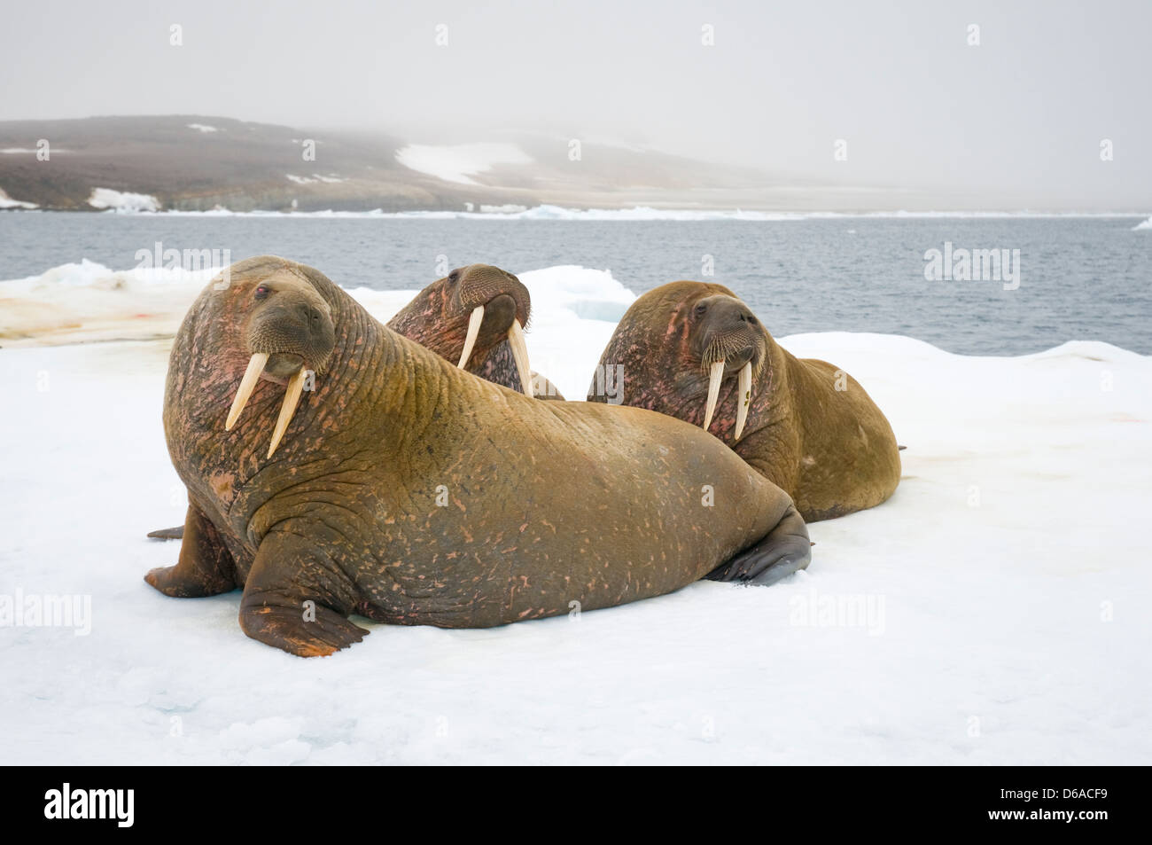 Greenland Sea, Norway, Svalbard Archipelago, Spitsbergen. Walrus, Odobenus rosmarus, group of adults rest on floating sea ice Stock Photo