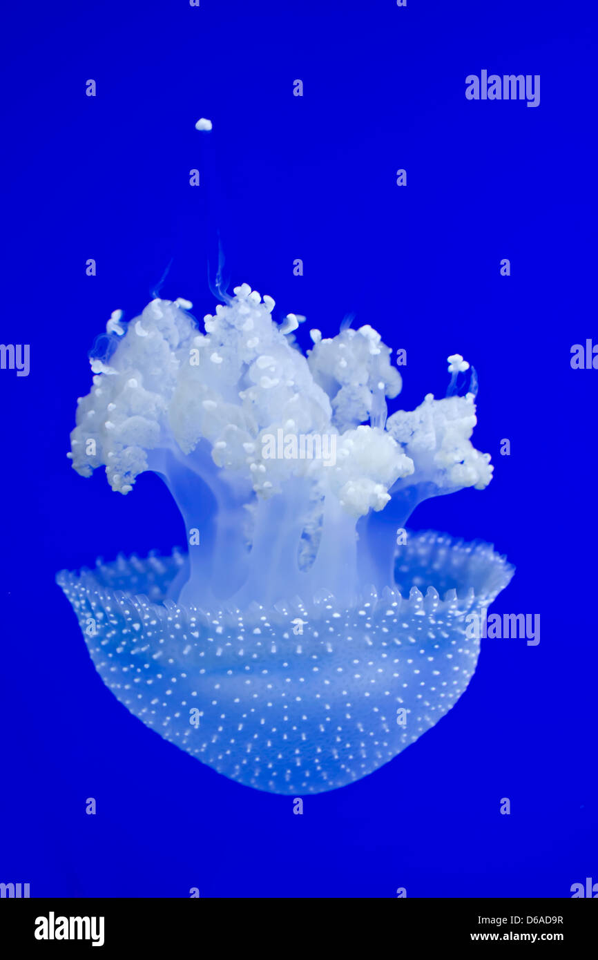 Australian jellyfish Stock Photo